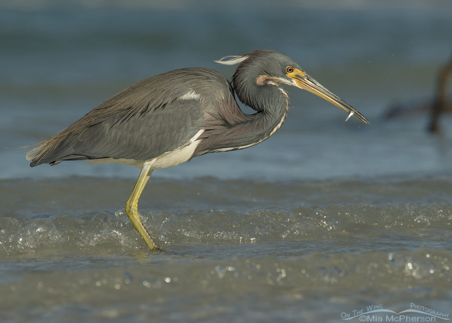 Tricolored Heron with prey in the waters of the Gulf of Mexico, Fort De Soto County Park, Pinellas County, Florida