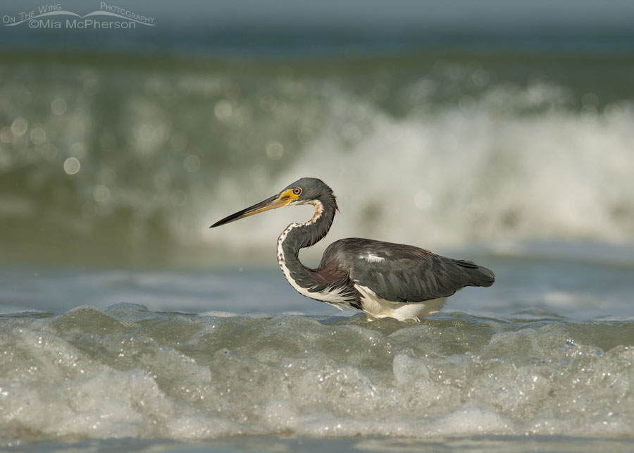 Adult Tricolored Heron in the waves of the Gulf, Fort De Soto County Park, Pinellas County, Florida