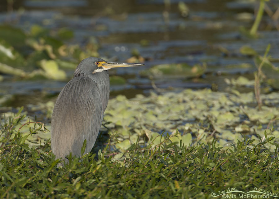 Tricolored Heron at Roosevelt Wetland, Pinellas County, Florida