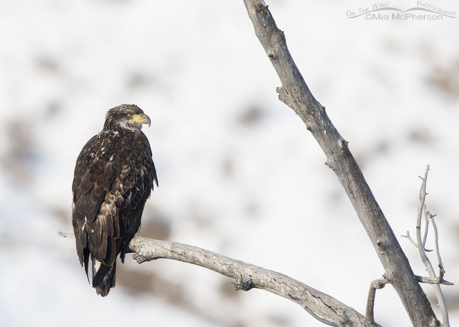 Immature Bald Eagle resting on a snag, Wasatch Mountains, Summit County, Utah