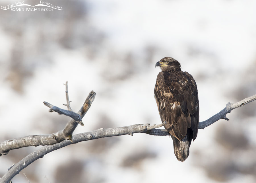 Immature Bald Eagle high in the Wasatch Mountains, Wasatch Mountains, Summit County, Utah