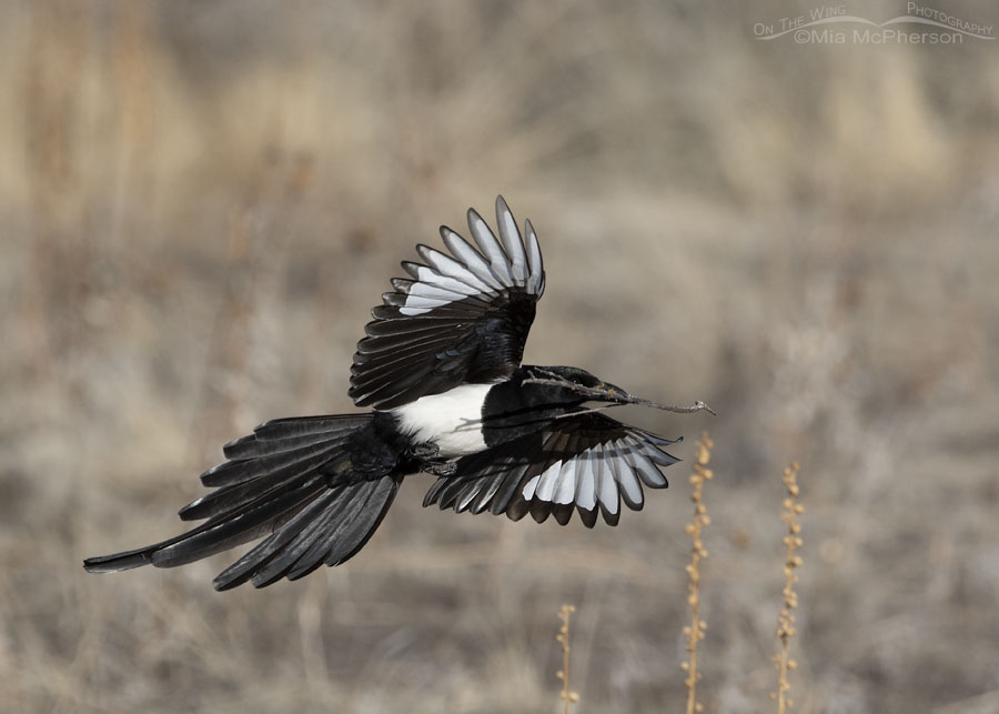 Black-billed Magpie adult flying toward nest with nesting material, Antelope Island State Park, Davis County, Utah