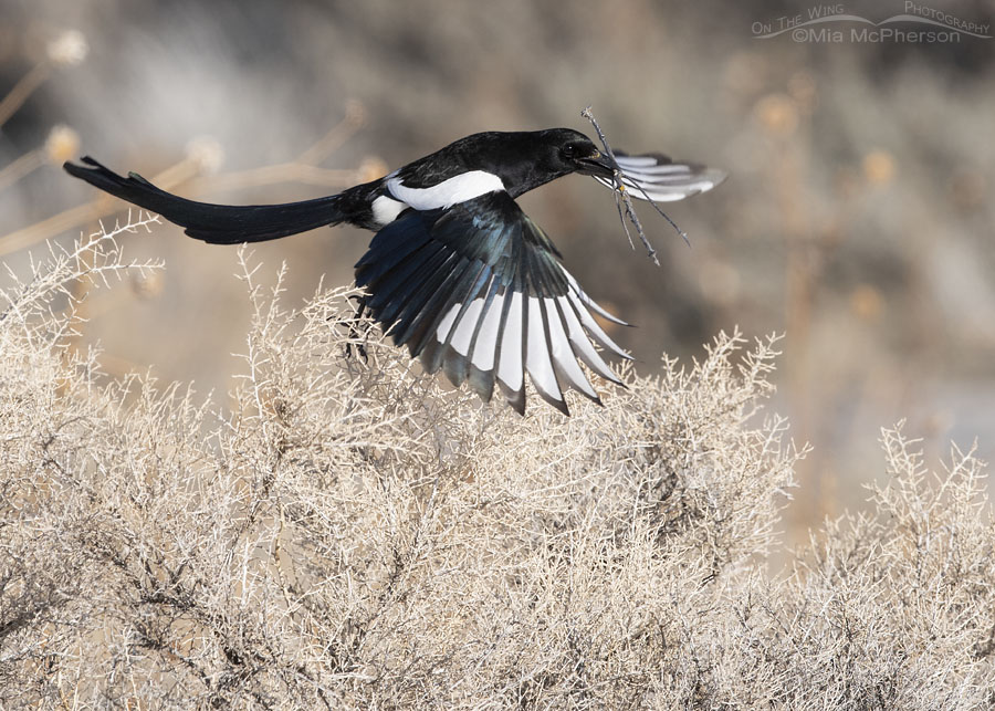 Adult Black-billed Magpie lifting off from a bush with nesting material, Antelope Island State Park, Davis County, Utah