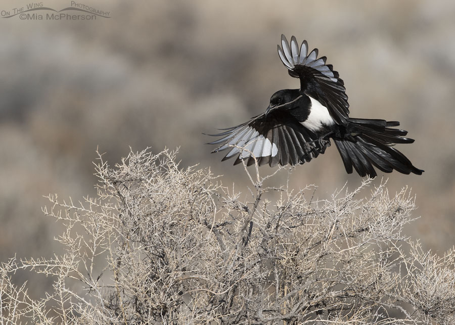Black-billed Magpie about to land with nesting materials, Antelope Island State Park, Davis County, Utah