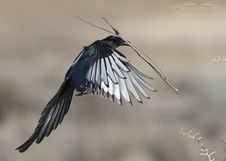 Black-billed Magpie with nesting material close up, Antelope Island State Park, Davis County, Utah