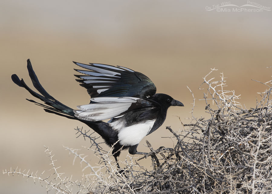 Adult Black-billed Magpie fluttering its wings on its nest, Antelope Island State Park, Davis County, Utah