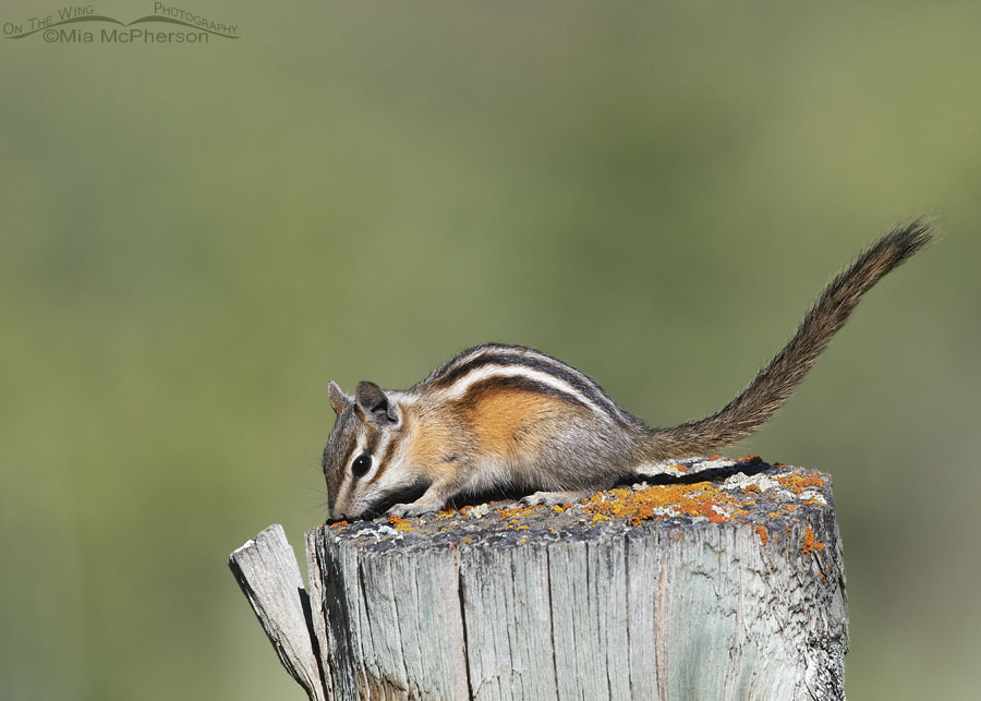 Least Chipmunk on a lichen-covered post, Wasatch Mountains, Morgan County, Utah