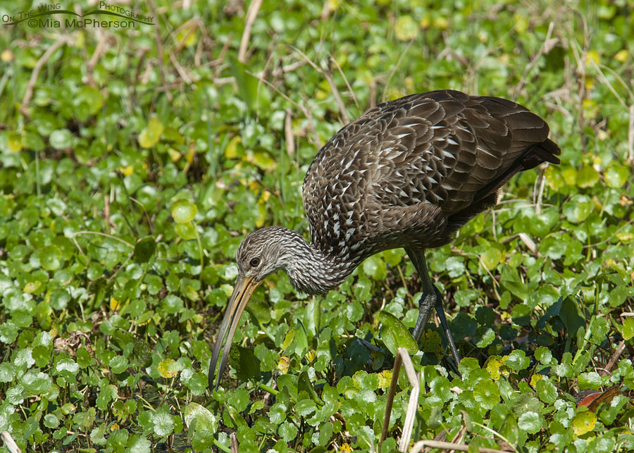 Limpkin foraging for snails in a wetland area, Lake Seminole Park, Pinellas County, Florida