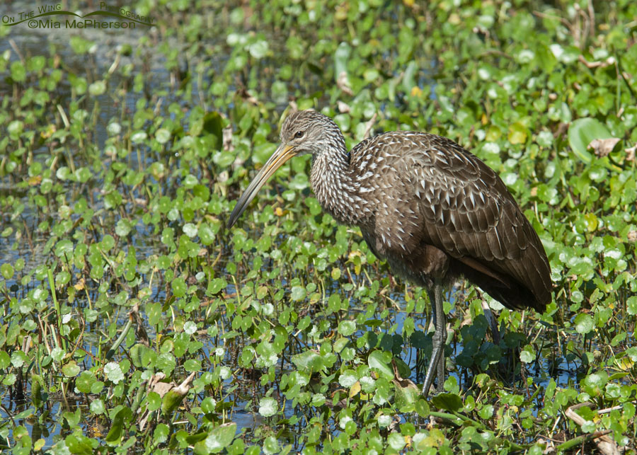 Limpkin taking a break from foraging for snails, Lake Seminole Park, Pinellas County, Florida