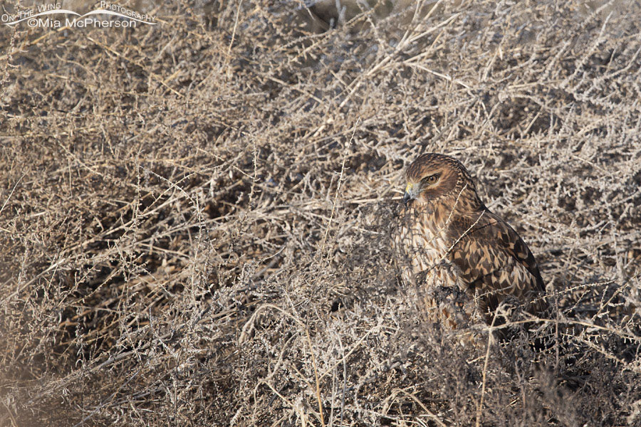 Immature Northern Harrier hiding in the marsh, Farmington Bay WMA, Davis County, Utah