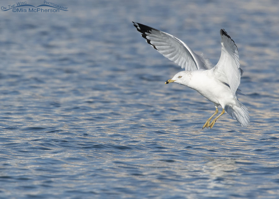 Ring-billed Gull flying in to land on crystal blue water, Salt Lake County, Utah