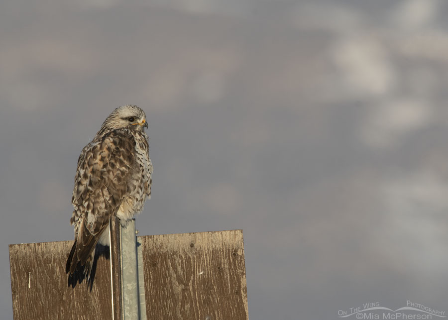 Rough-legged Hawk resting on a sign, Bear River Migratory Bird Refuge, Box Elder County, Utah
