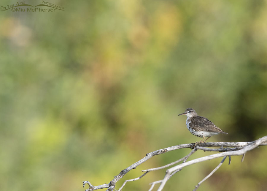 Spotted Sandpiper adult perched on a branch in late summer, Wasatch Mountains, Summit County, Utah