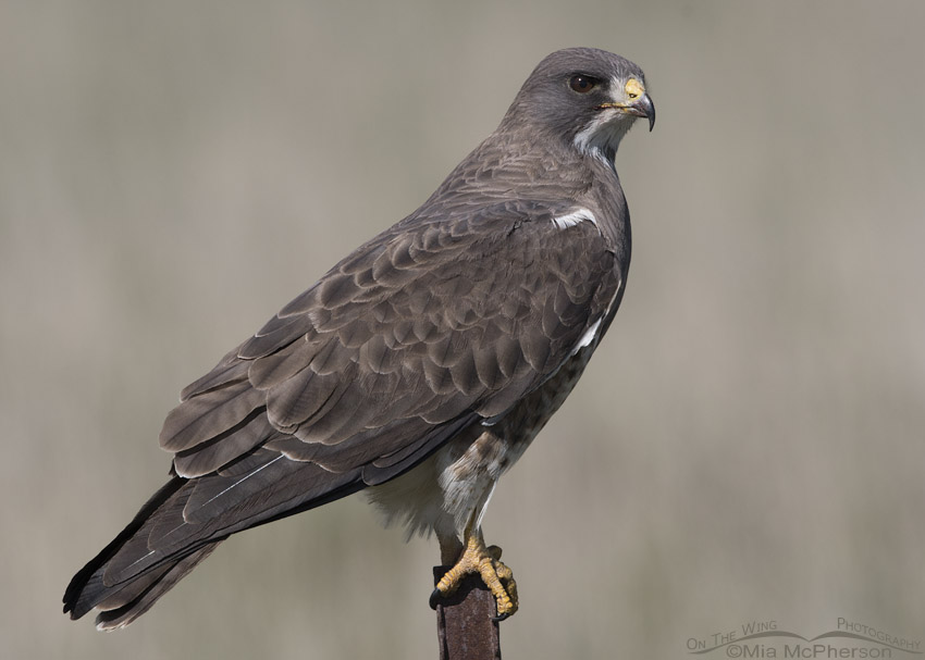 Adult Swainson's Hawk on a rusty, metal post, Box Elder County, Utah