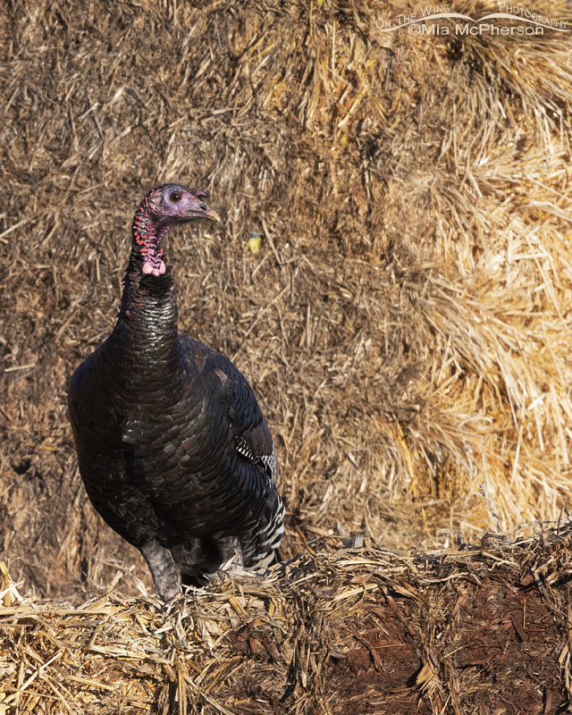 Wild Turkey taking a break from feeding, Box Elder County, Utah