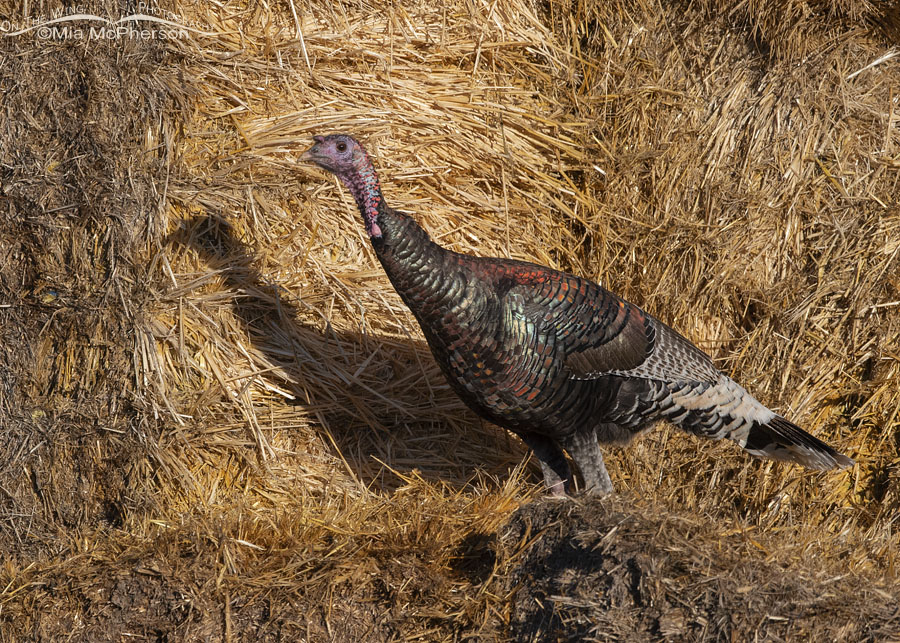 Colorful Wild Turkey and its shadow, Box Elder County, Utah