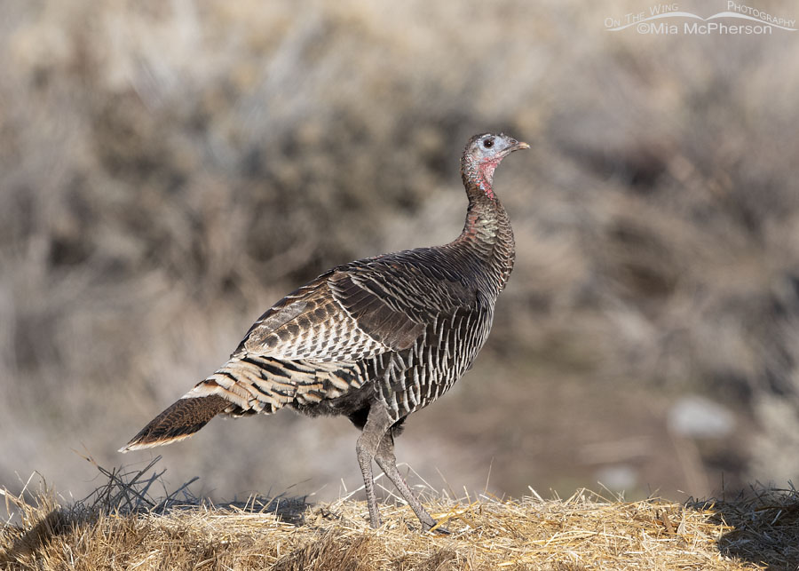 Wild Turkey hen on a hay bale, Box Elder County, Utah