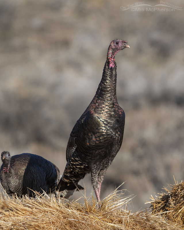One ticked off Wild Turkey, Box Elder County, Utah