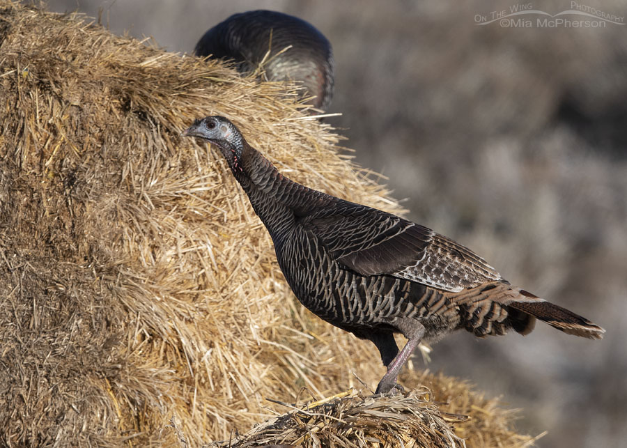 Wild Turkey on alert, Box Elder County, Utah