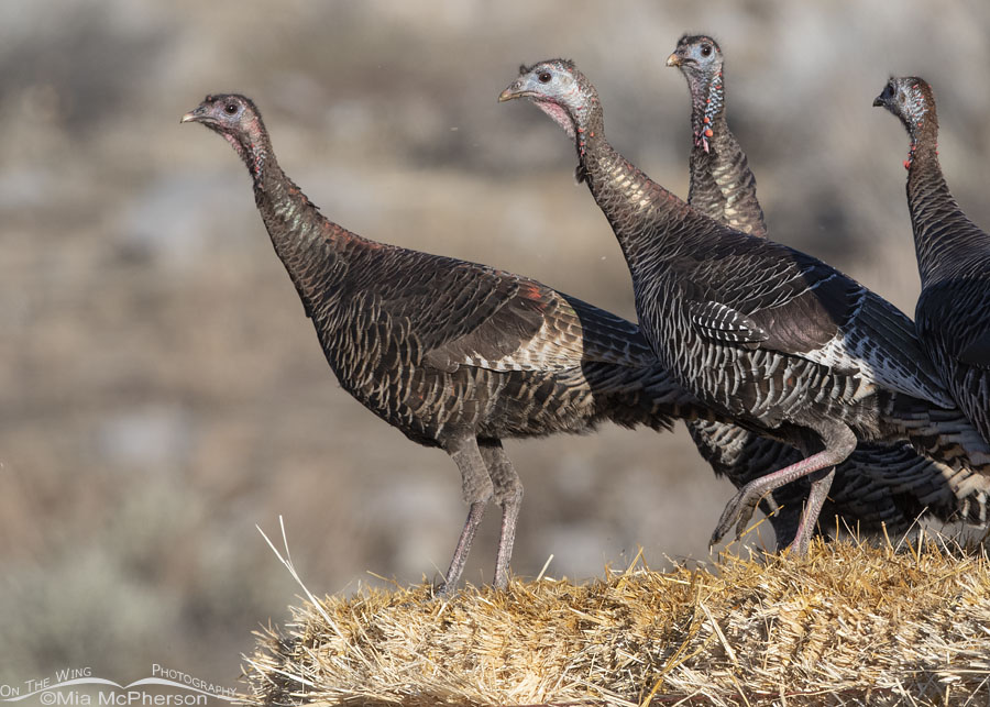 Stressed Wild Turkeys, Box Elder County, Utah
