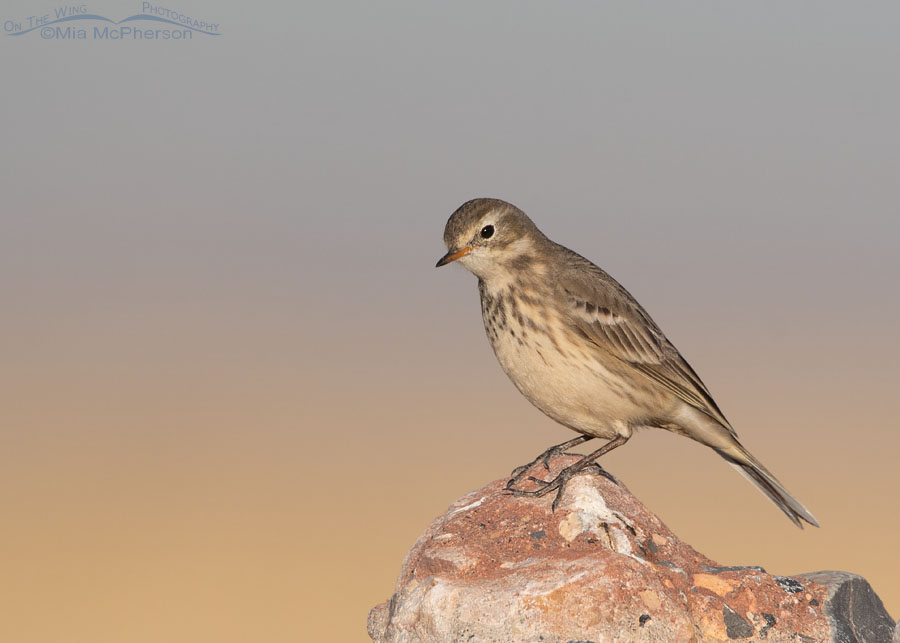 American Pipit perched on a rock in early morning light, Farmington Bay WMA, Davis County, Utah