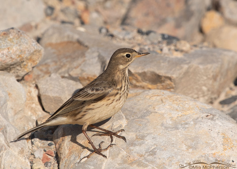 American Pipit Images
