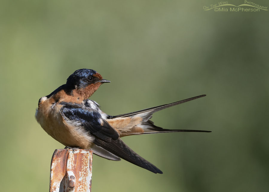 Preening adult Barn Swallow, Wasatch Mountains, Morgan County, Utah