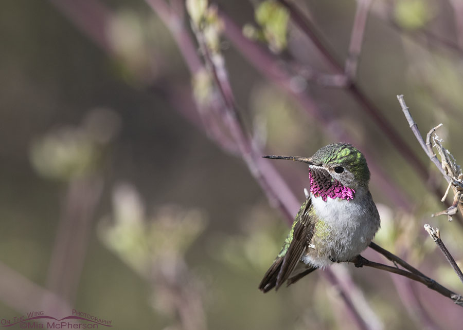 Perched Broad-tailed Hummingbird male in a mountain canyon, West Desert, Tooele County, Utah