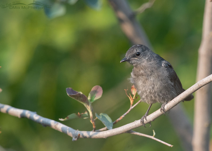 Juvenile Gray Catbird perched on a branch