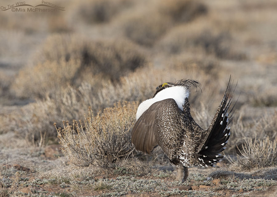 Male Greater-Sage Grouse with his chest puffed up, Wayne County, Utah