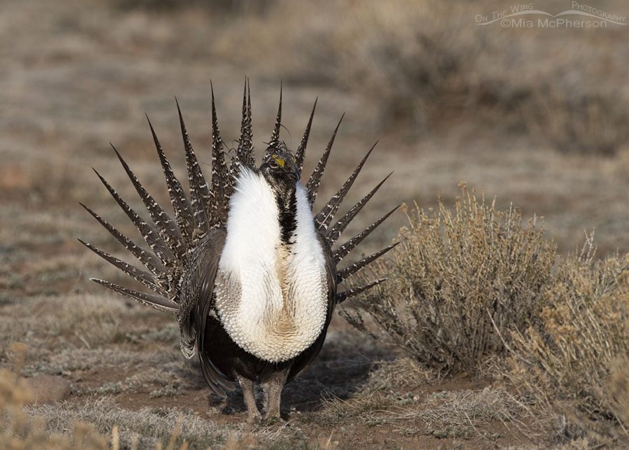 Male Greater-Sage Grouse on a lek in the early morning, Wayne County, Utah