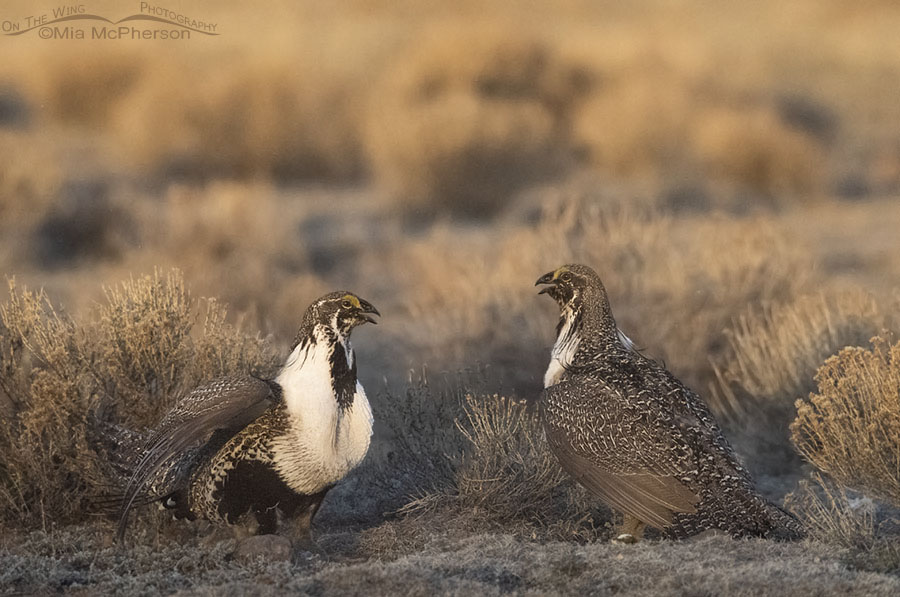 Two male Greater-Sage Grouse facing off at sunrise, Wayne County, Utah
