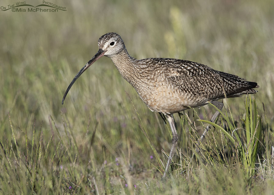 Male Long-billed Curlew foraging in grasses close up, Antelope Island State Park, Davis County, Utah