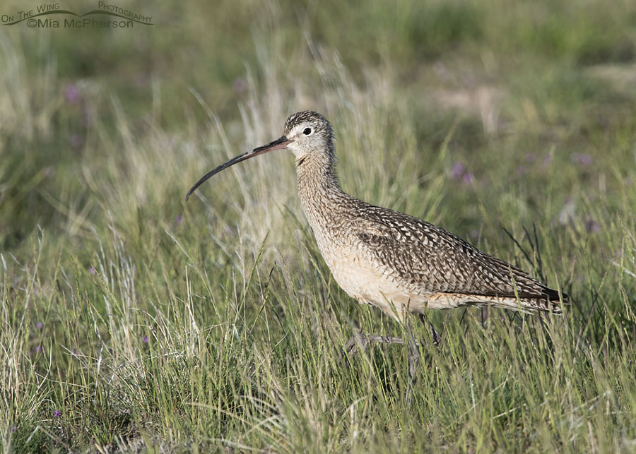 Male Long-billed Curlew foraging in mixed grasses, Antelope Island State Park, Davis County, Utah