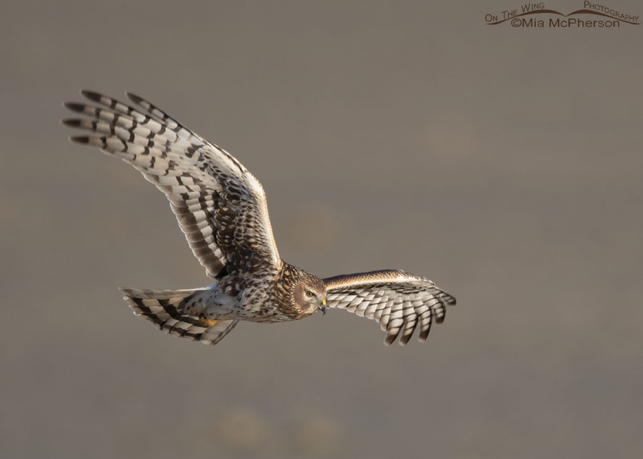Adult female Northern Harrier in flight over the flats at Farmington Bay, Farmington Bay WMA, Davis County, Utah