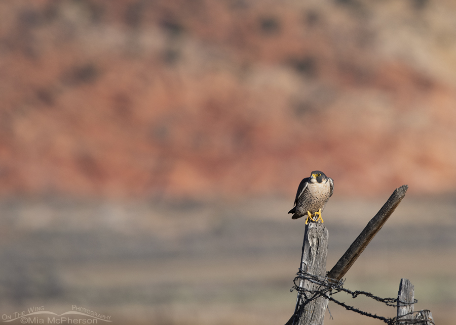 Peregrine Falcon In Red Rock Country, Wayne County, Utah