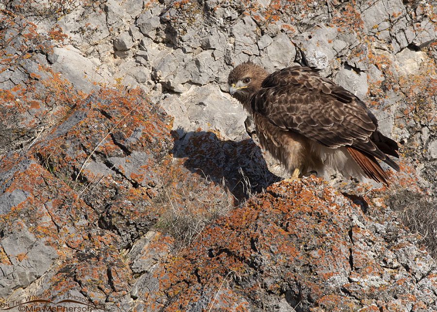Female Red-tailed Hawk rousing after mating, Box Elder County, Utah