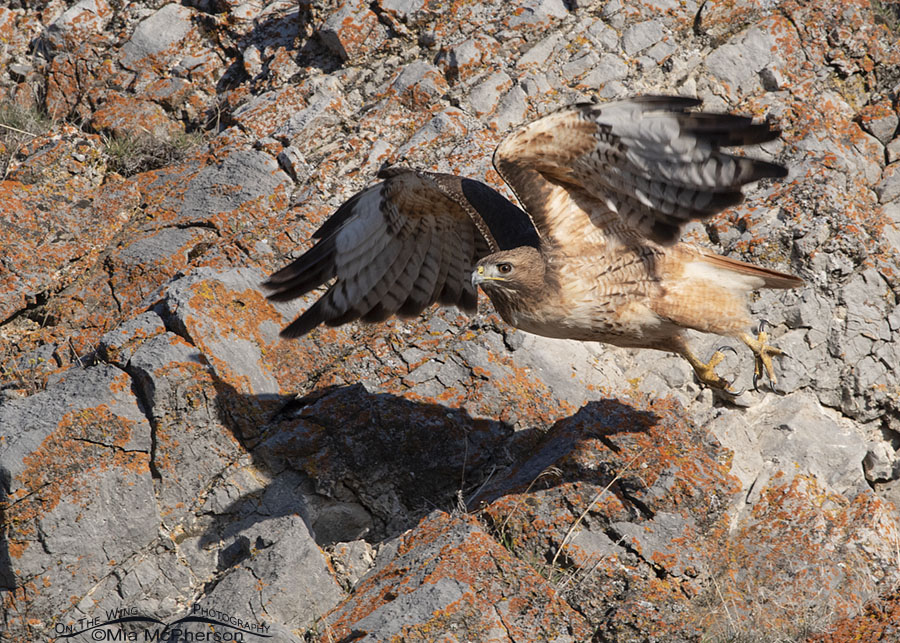 Red-tailed Hawk female flying away from a cliff, Box Elder County, Utah