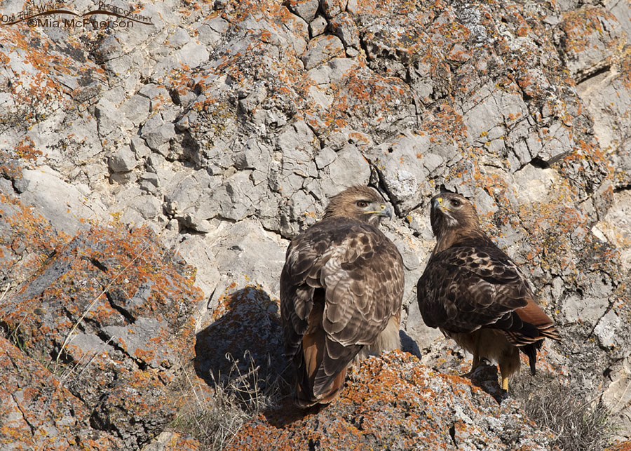Female and male Red-tailed Hawk on a lichen covered cliff face, Box Elder County, Utah