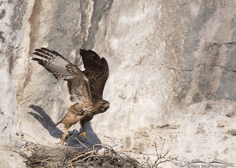 Male Red-tailed Hawk lifting off from its nest on a cliff, Box Elder County, Utah