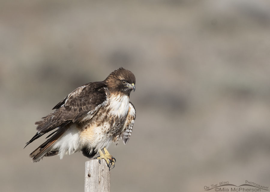 Rousing Red-tailed Hawk on a wooden post, Box Elder County, Utah
