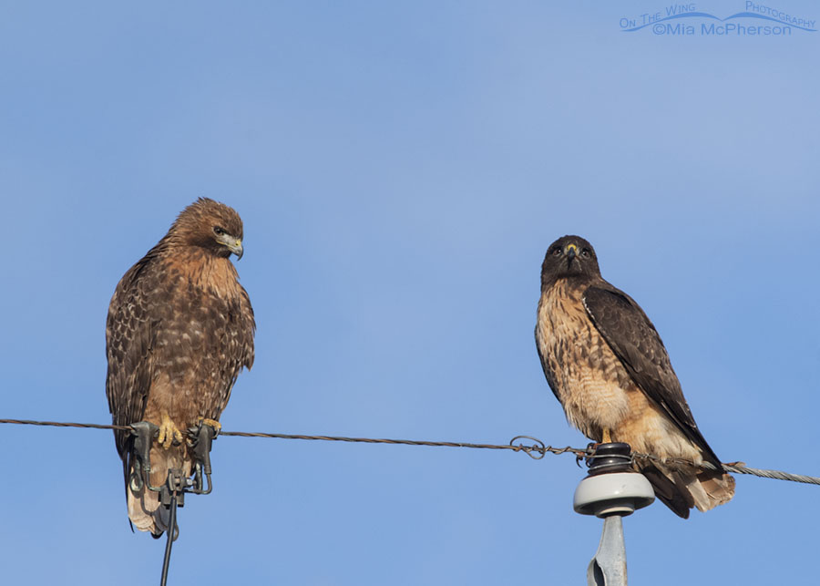 Mated pair of Red-tailed Hawks perched close to each other, Box Elder County, Utah