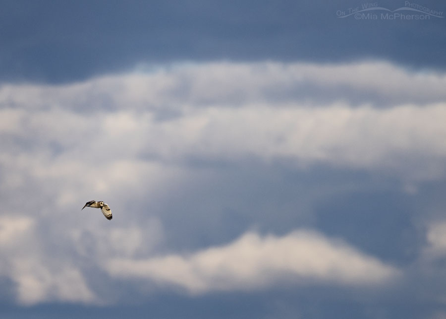 Male Short-eared Owl flying in front of a stormy sky, Box Elder County, Utah