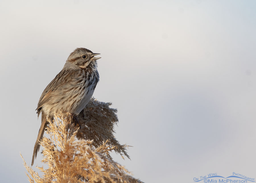 Song Sparrow singing on the marsh, Bear River Migratory Bird Refuge, Box Elder County, Utah