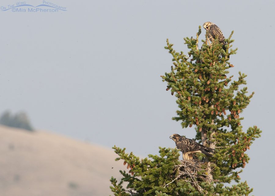 Two Swainson's Hawk chicks on their nest tree, Red Rock Lakes National Wildlife Refuge, Beaverhead County, Montana