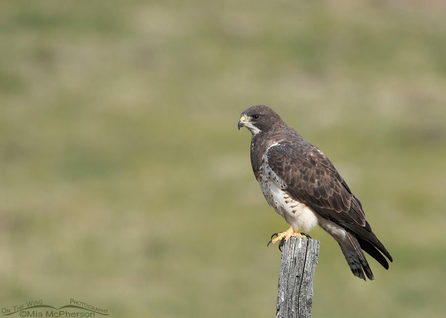 Light morph female Swainson's Hawk on her breeding grounds, Beaverhead County, Montana