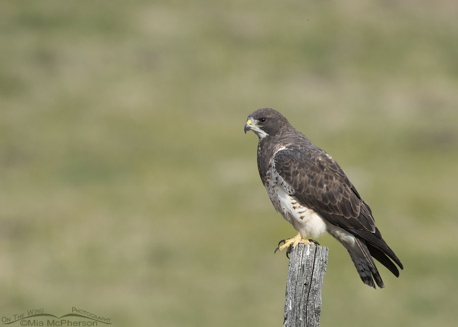 Light morph female Swainson's Hawk on her breeding grounds, Beaverhead County, Montana