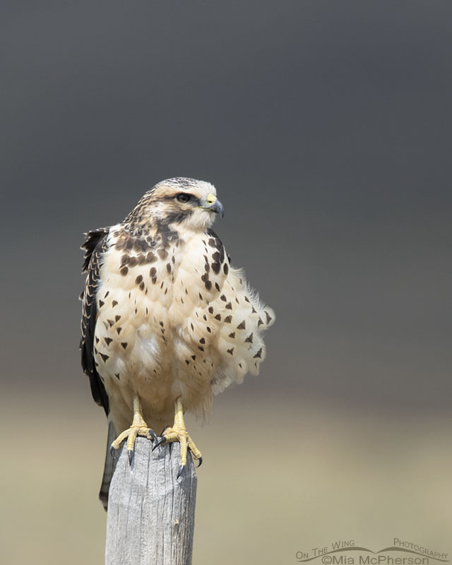 Juvenile Swainson's Hawk at the edge of a storm, Red Rock Lakes National Wildlife Refuge, Centennial Valley, Beaverhead County, Montana