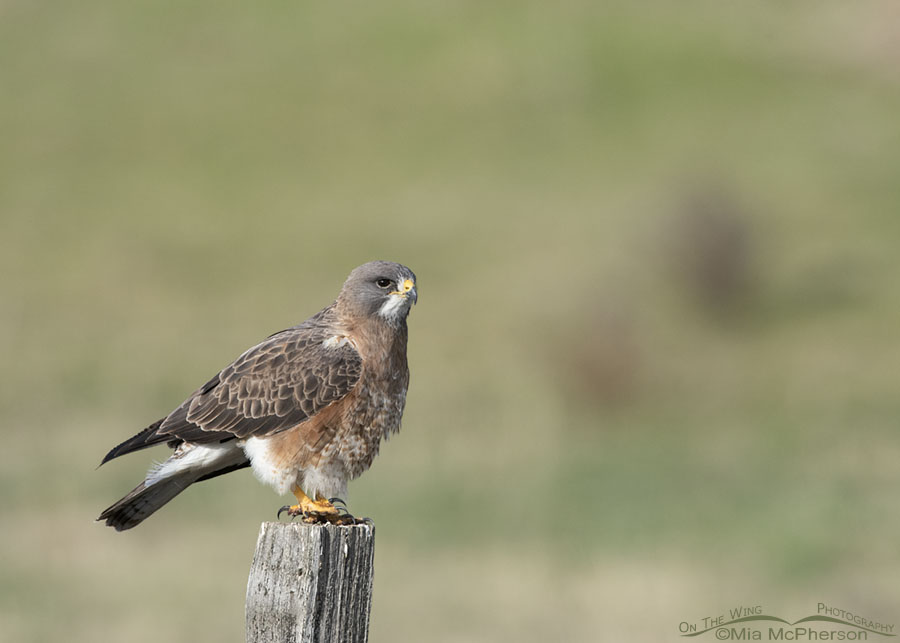 Intermediate morph male Swainson's Hawk on his breeding grounds, Beaverhead County, Montana