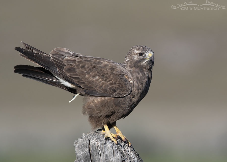 Dark morph sub-adult Swainson's Hawk pooping, Box Elder County, Utah